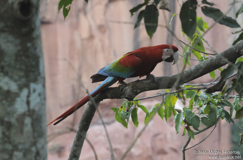 Red-and-green Macaw