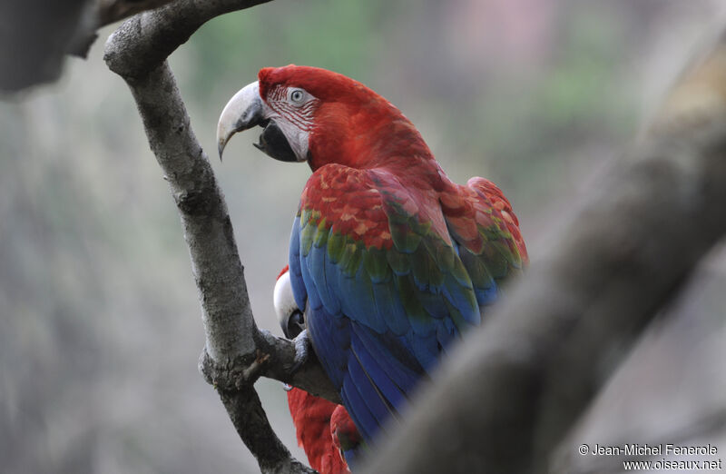 Red-and-green Macaw