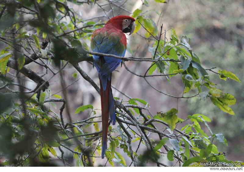 Red-and-green Macaw