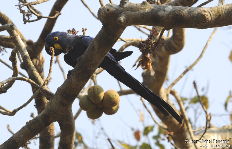 Hyacinth Macaw