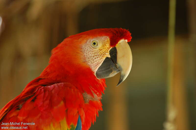 Scarlet Macawadult, close-up portrait