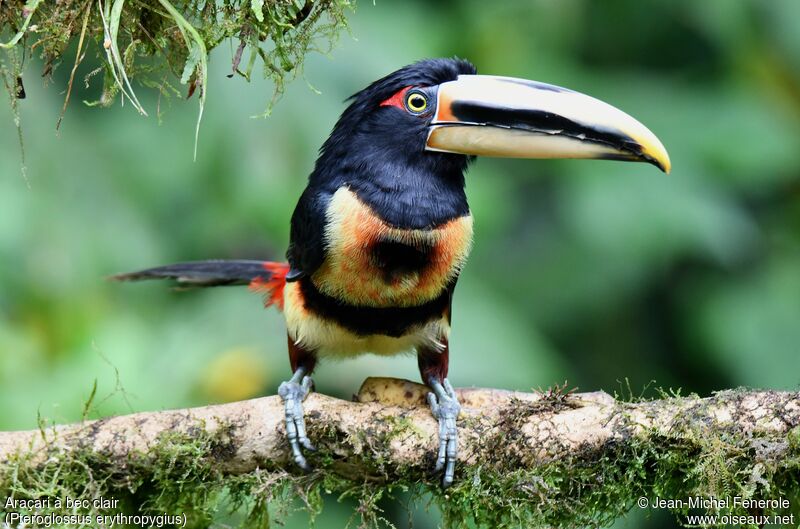 Pale-mandibled Aracari