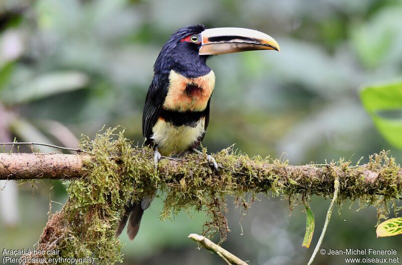 Pale-mandibled Aracari