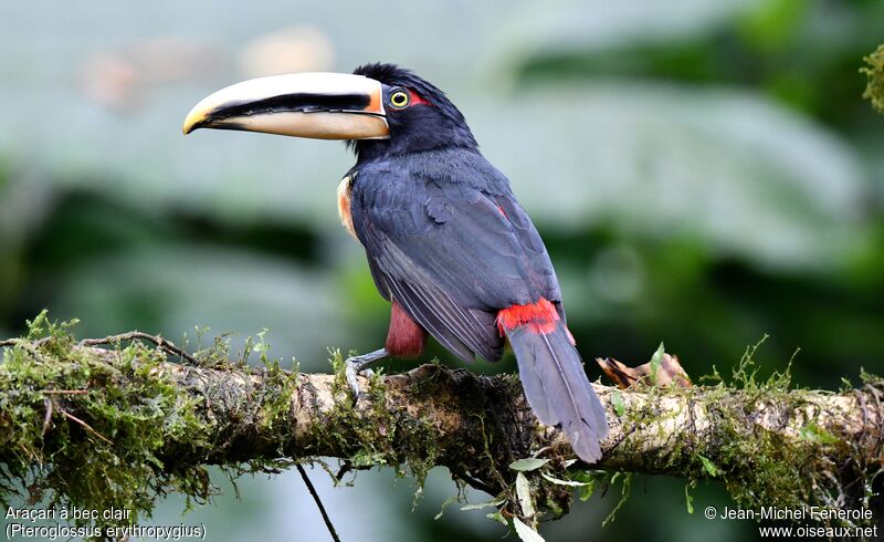 Pale-mandibled Aracari