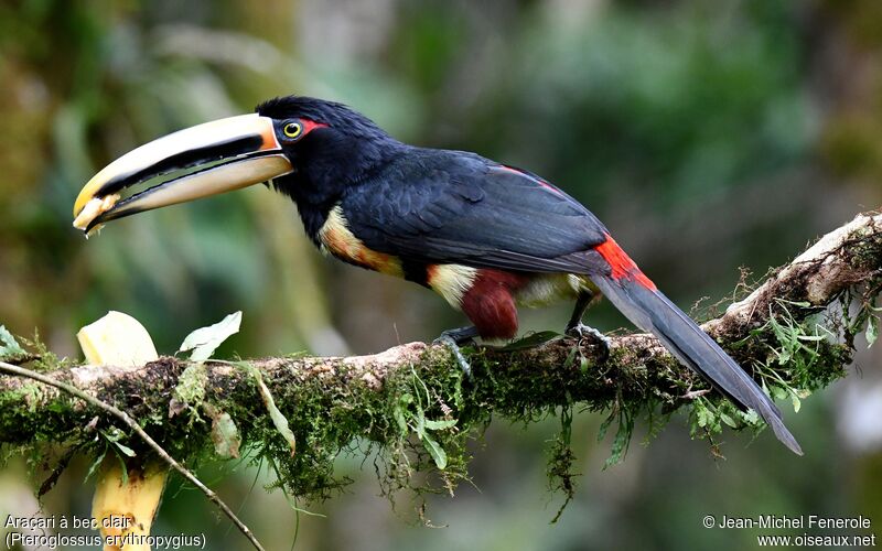 Pale-mandibled Aracari