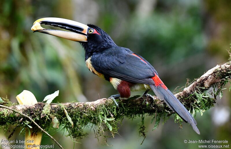 Pale-mandibled Aracari