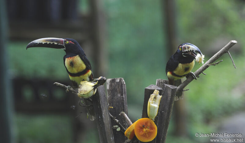 Collared Aracari