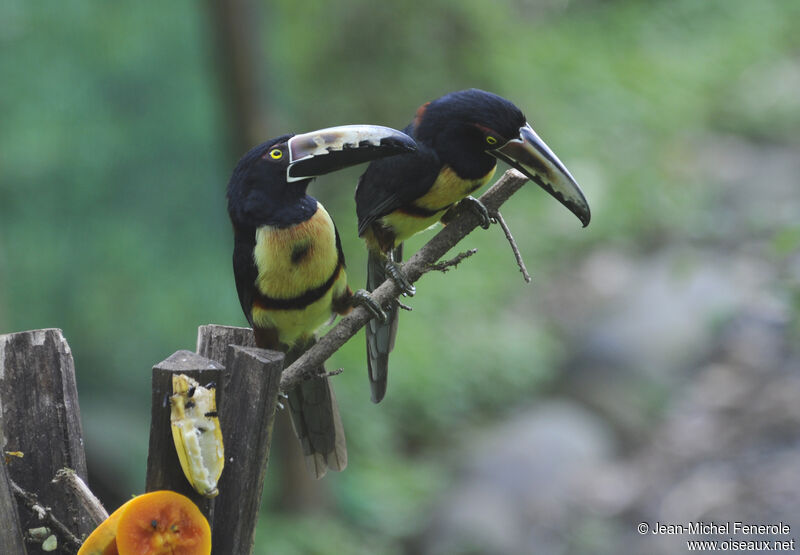 Collared Aracari