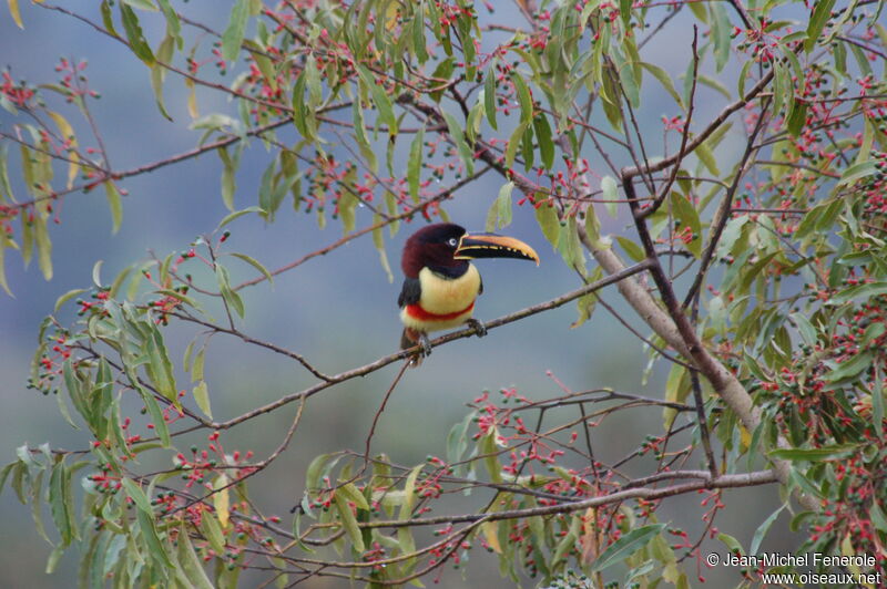 Chestnut-eared Aracariadult