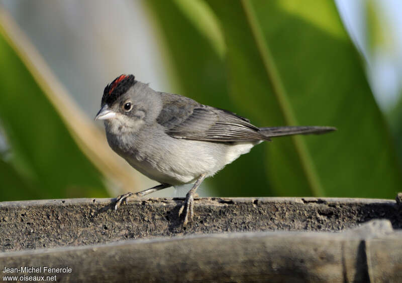 Grey Pileated Finchadult, identification