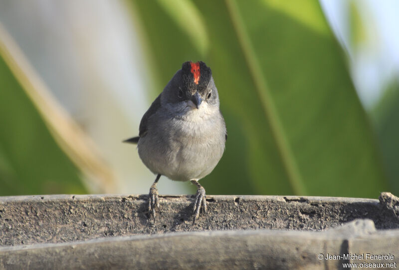 Grey Pileated Finch