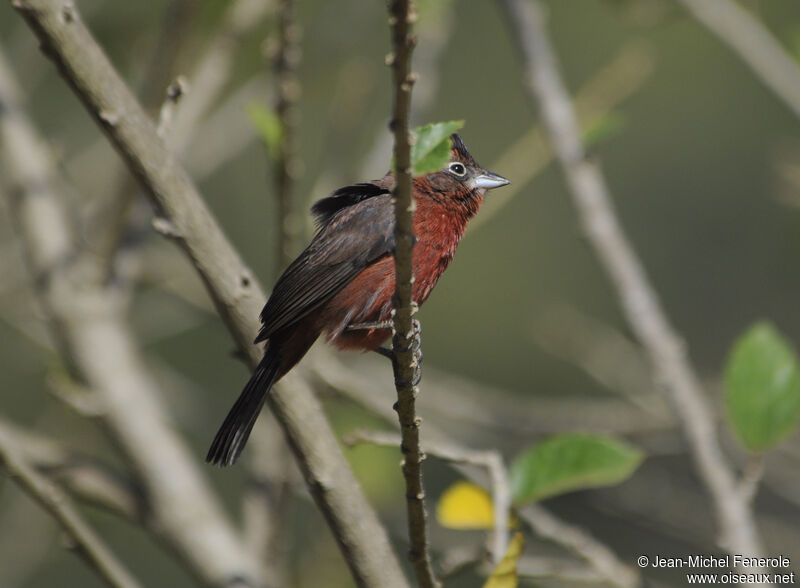 Red Pileated Finch