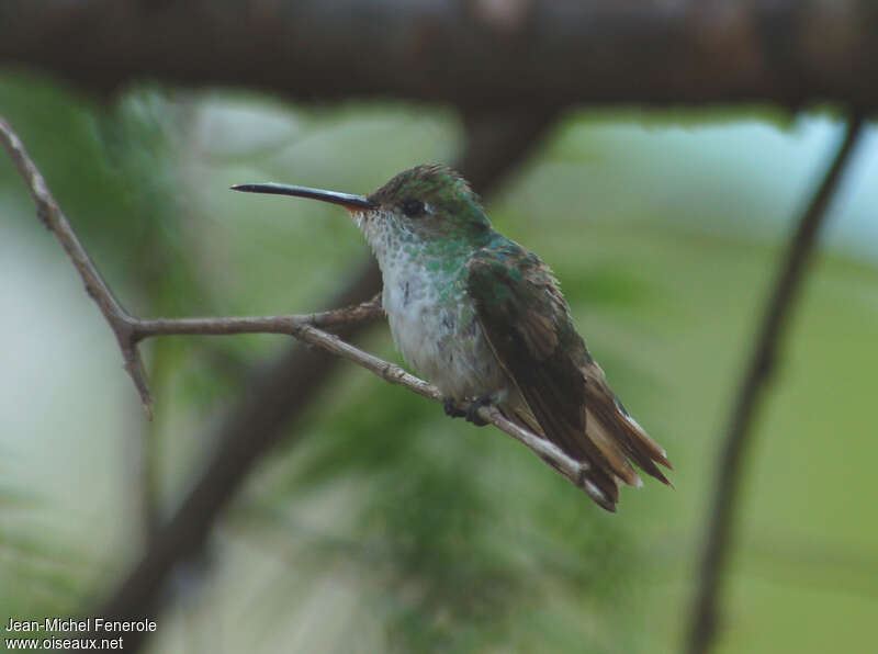 White-bellied Hummingbirdadult, identification