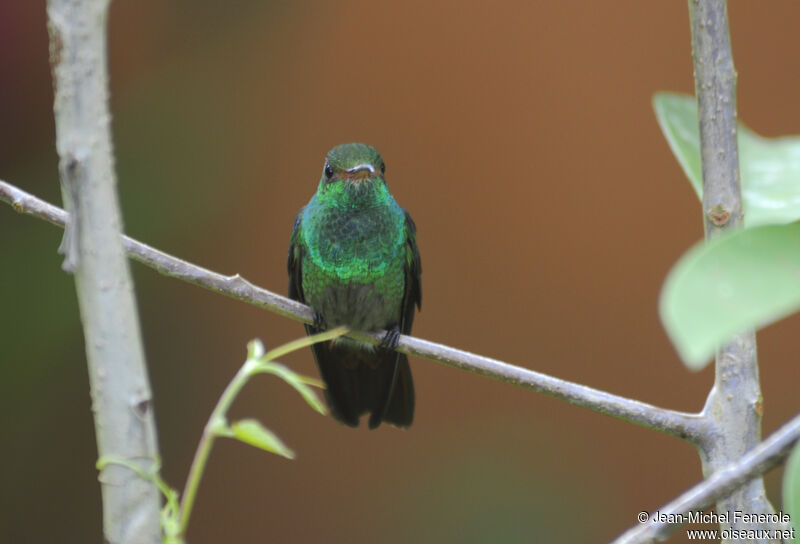 Rufous-tailed Hummingbird