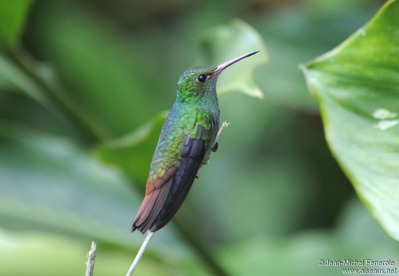 Rufous-tailed Hummingbird