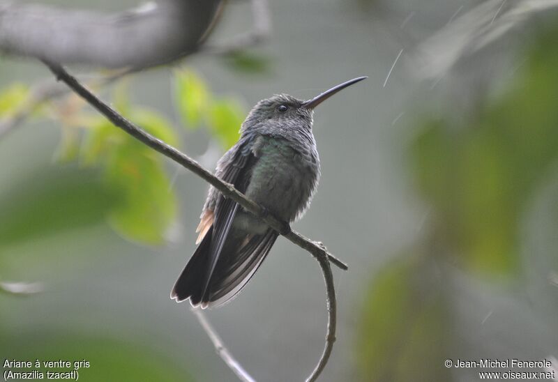 Rufous-tailed Hummingbird