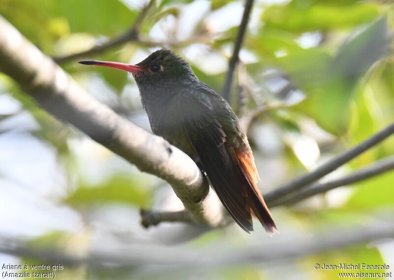 Rufous-tailed Hummingbird