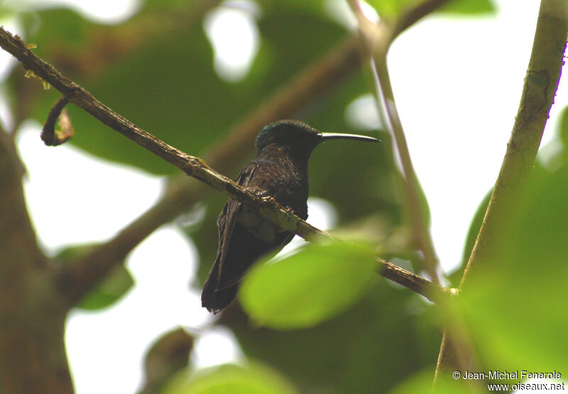 Sapphire-spangled Emerald male adult