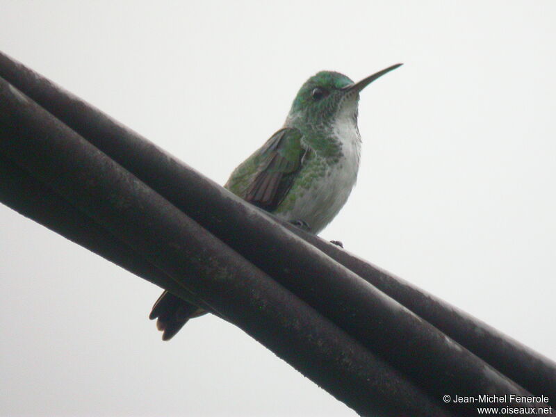 Plain-bellied Emerald