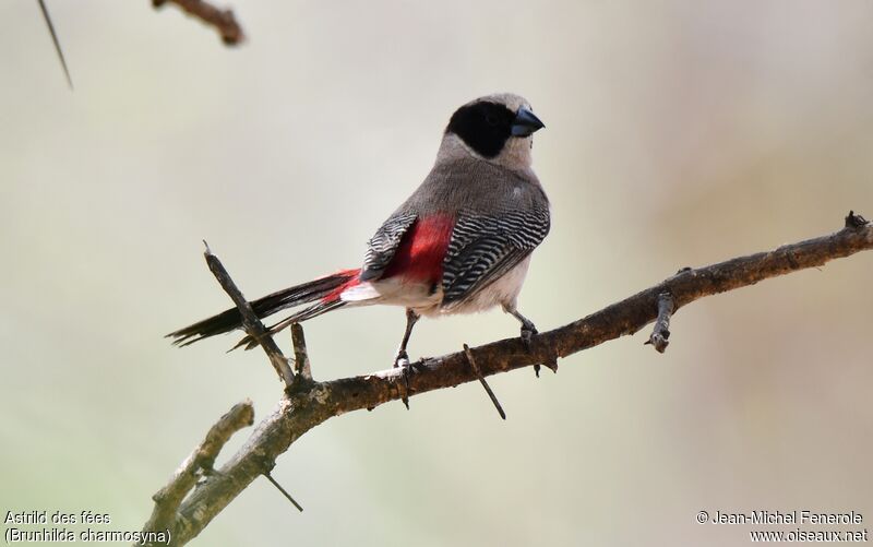 Black-cheeked Waxbill