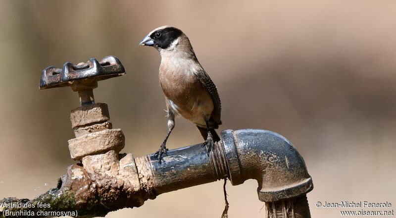 Black-cheeked Waxbill