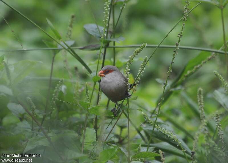 Common Waxbilladult, eats