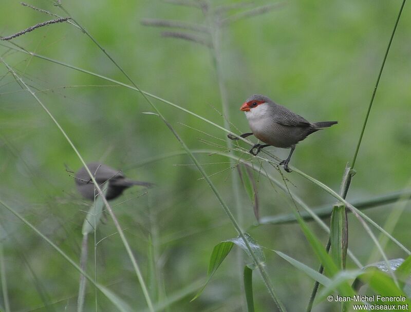 Common Waxbill