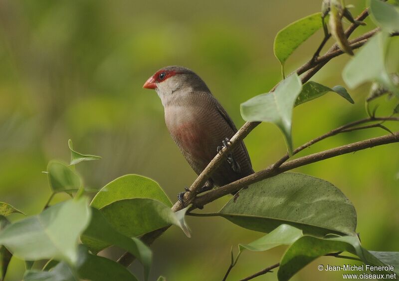 Common Waxbill