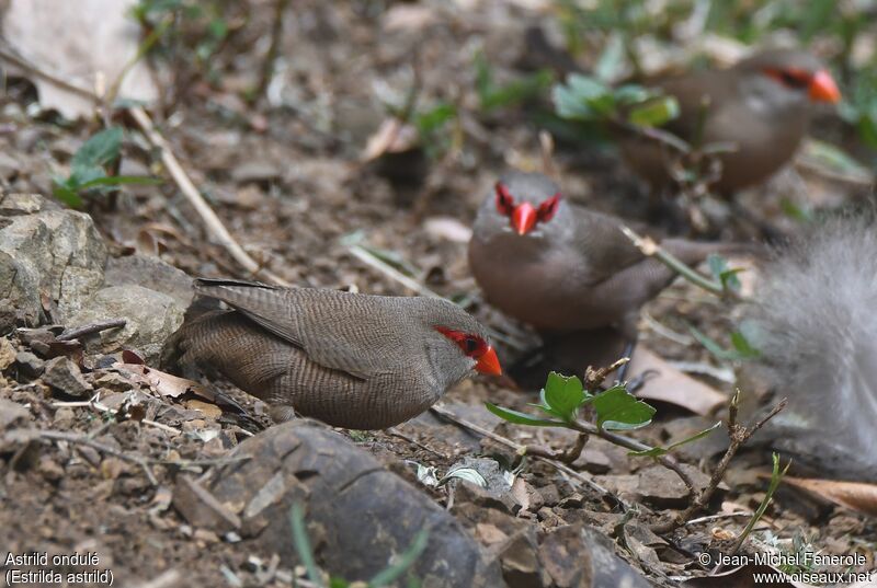 Common Waxbill