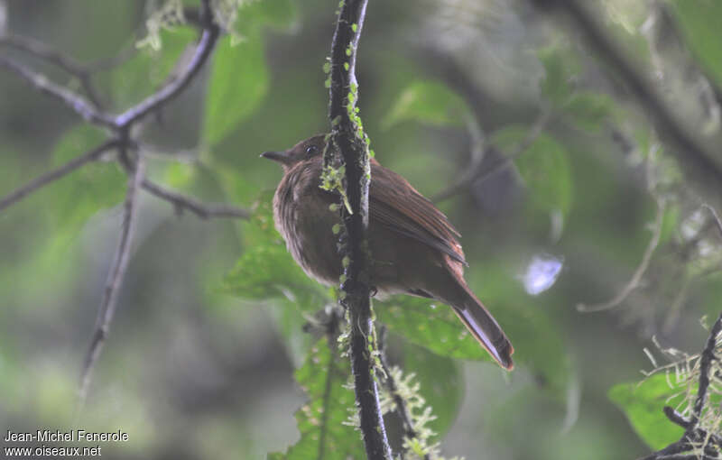 Rufous Mourner