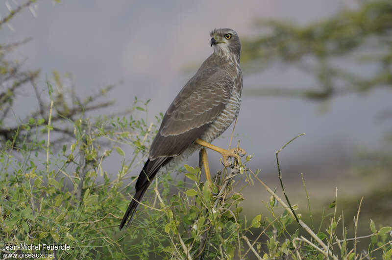 Autour à ailes grisesimmature