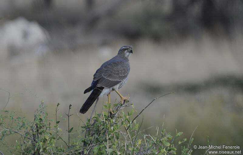 Eastern Chanting Goshawk