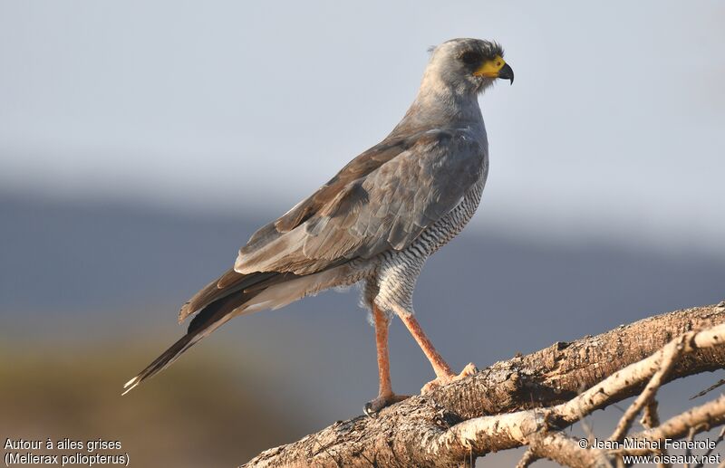 Autour à ailes grises