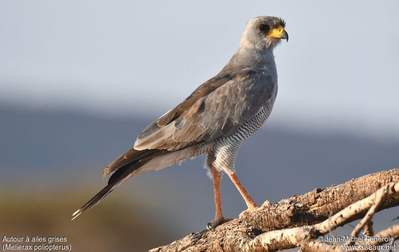 Eastern Chanting Goshawk