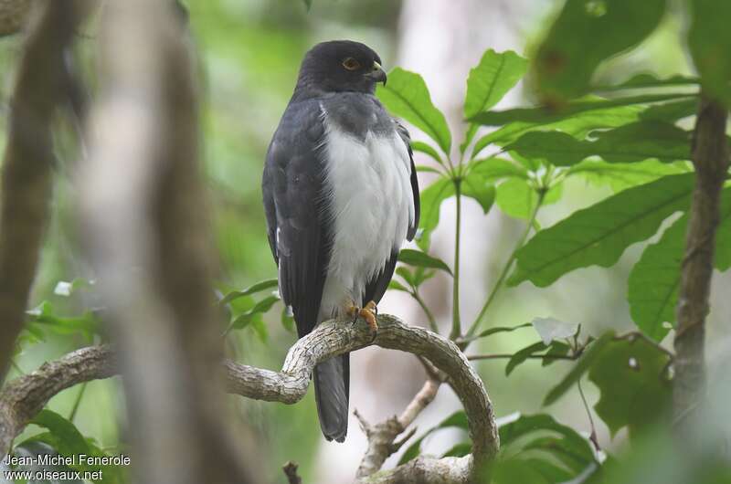 White-bellied Goshawkadult, identification