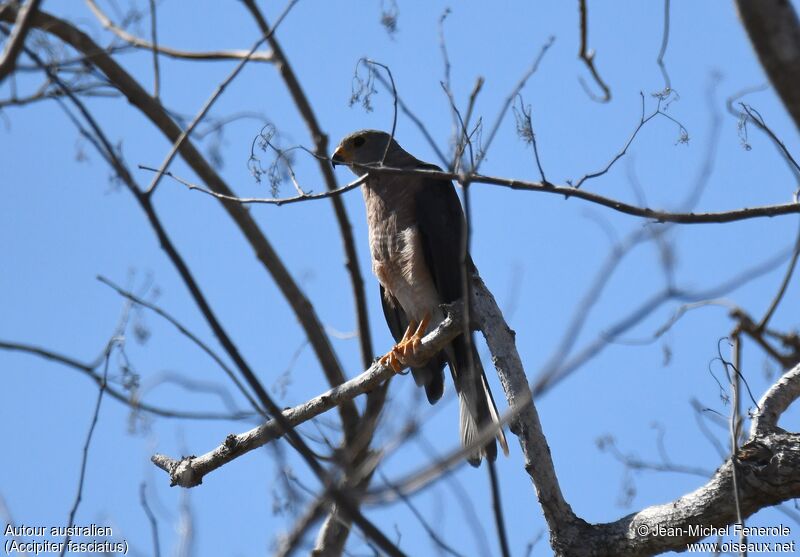 Brown Goshawk