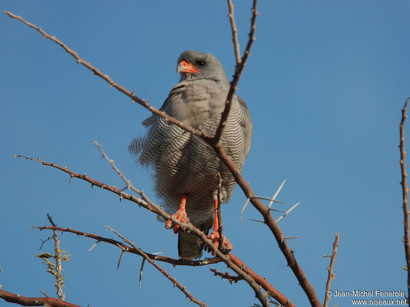 Autour chanteur, identification