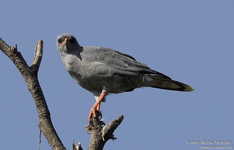 Dark Chanting Goshawk