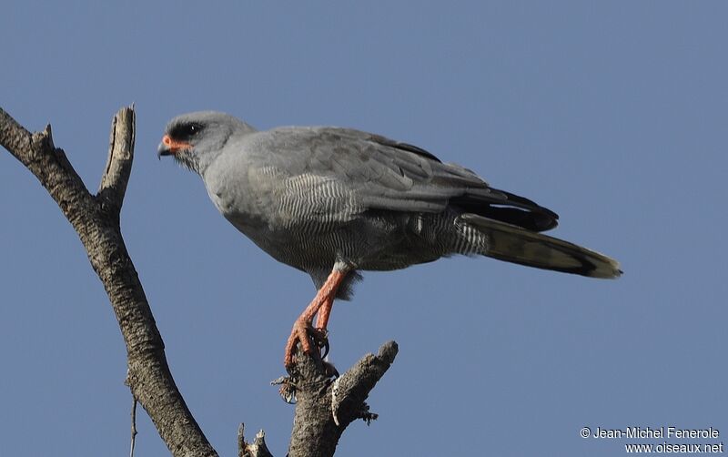 Dark Chanting Goshawk