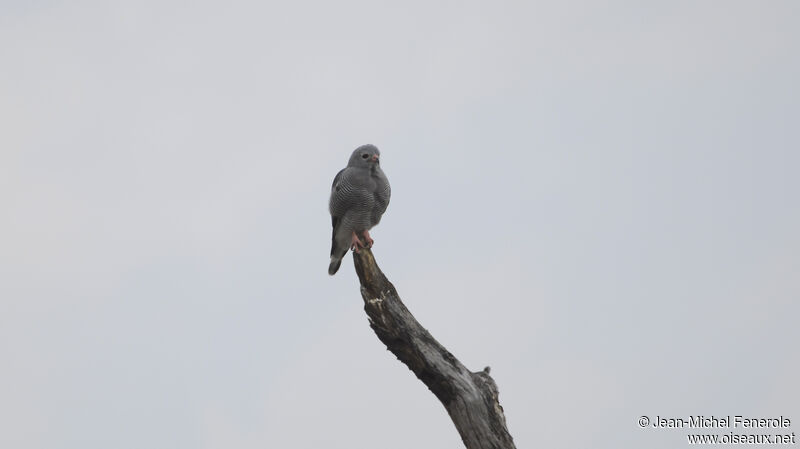 Lizard Buzzard