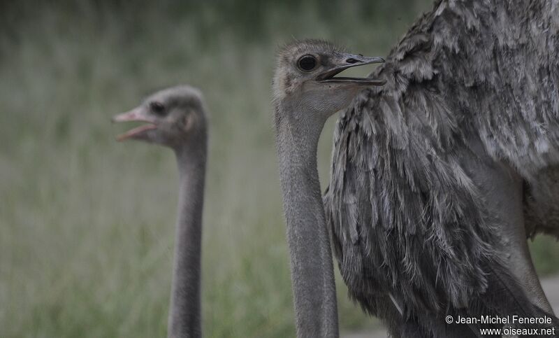 Common Ostrich