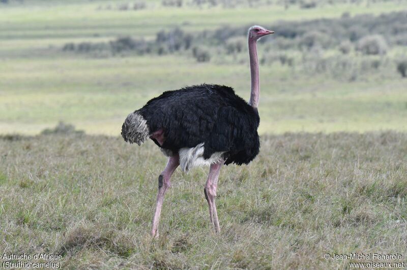 Common Ostrich