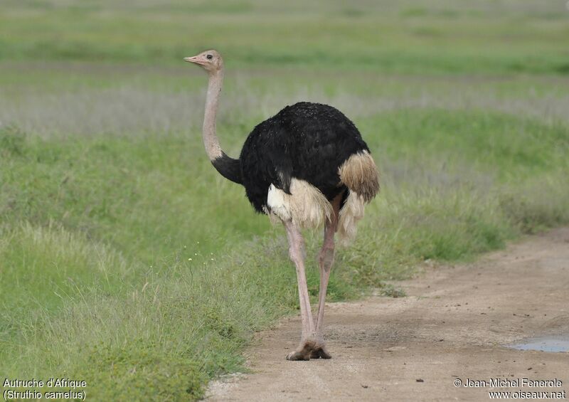 Common Ostrich