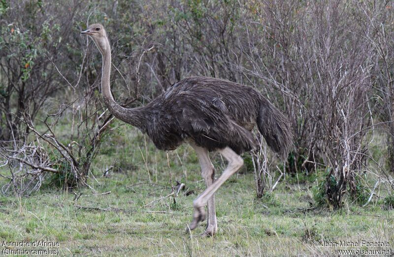 Common Ostrich