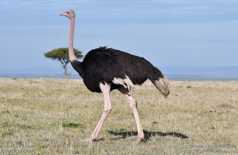 Common Ostrich