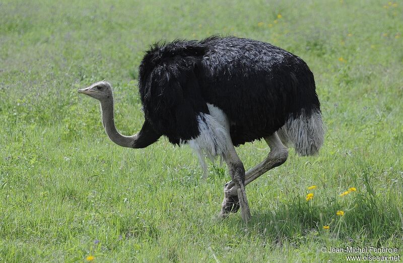 Autruche d'Afrique, identification