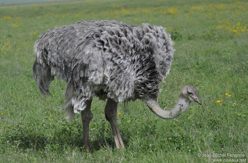 Common Ostrich