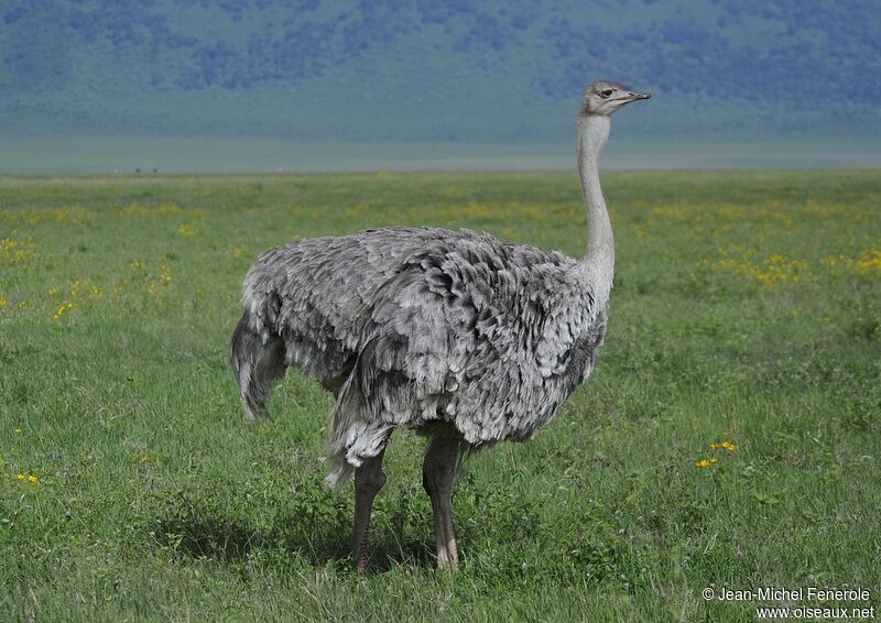 Common Ostrich