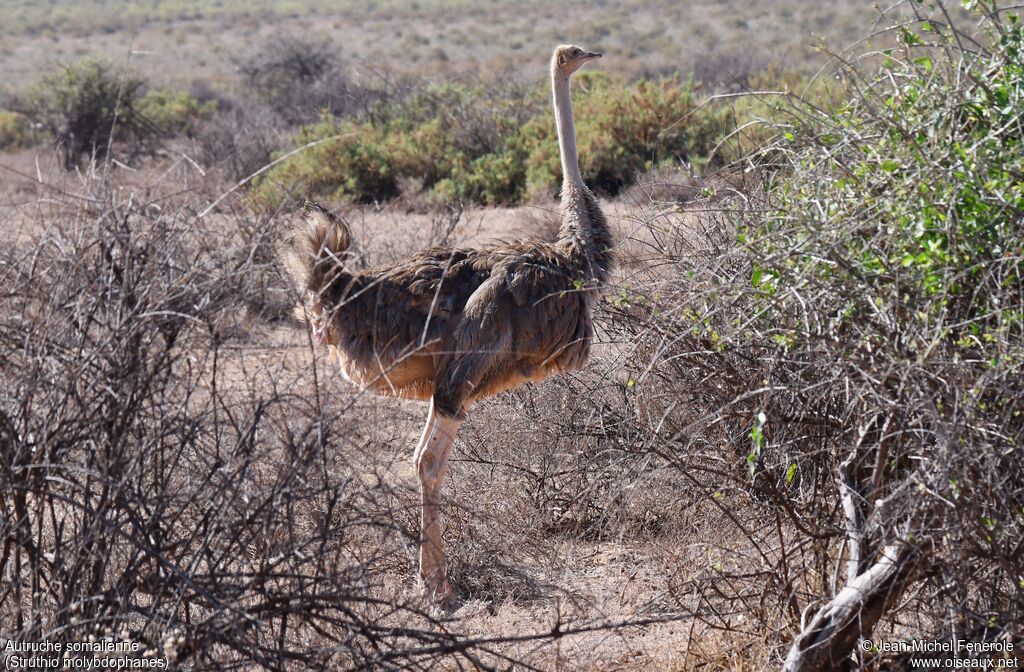 Autruche de Somalie