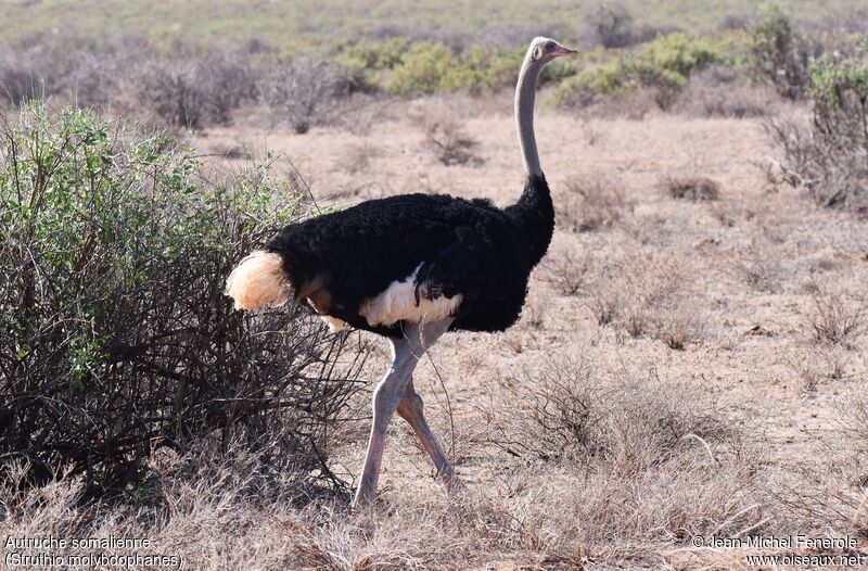 Somali Ostrich